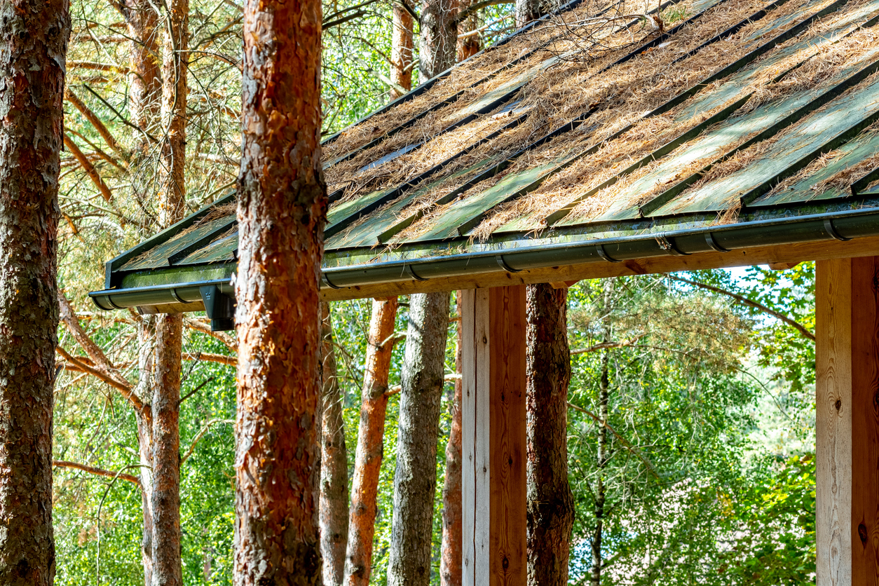 Why Pine Needles Are So Bad for Roofs